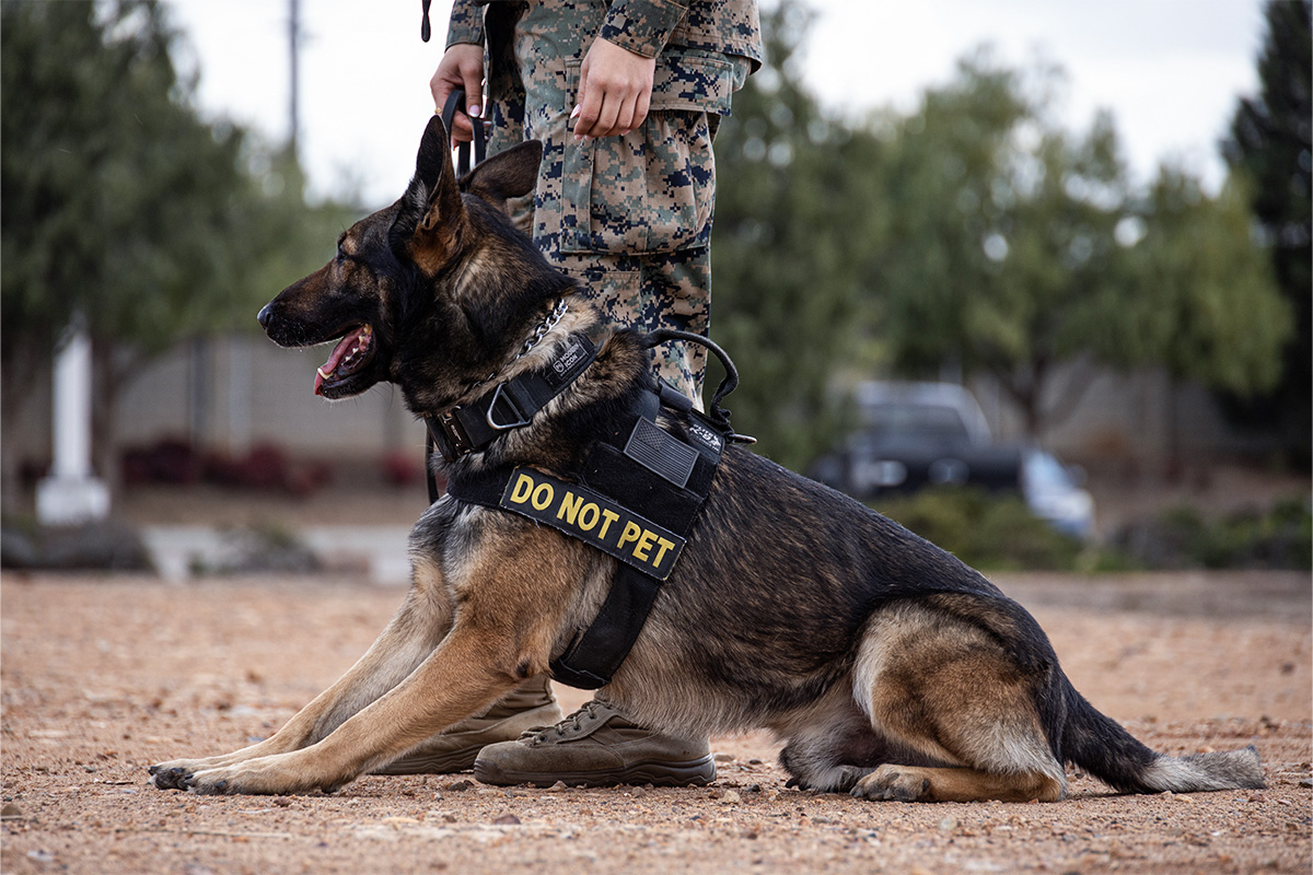 A USMC canine and it's handler stand at the ready during a training in an outdoor dirt field.